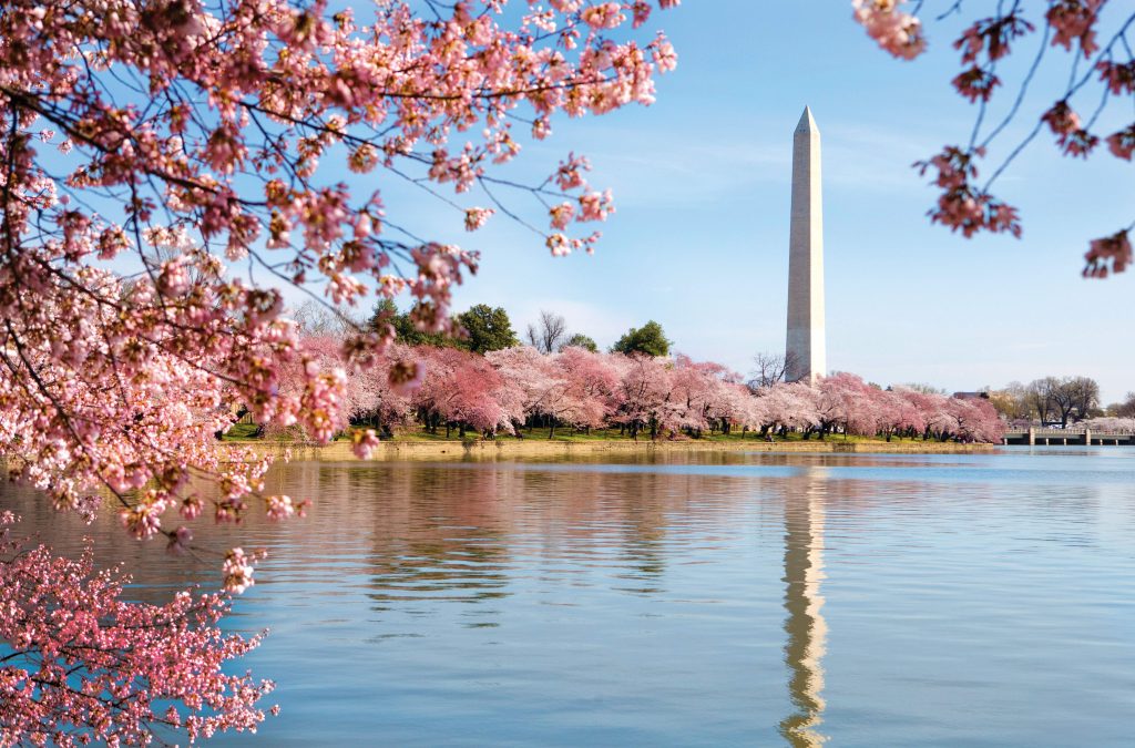 Cherry Blossoms in Washington DC