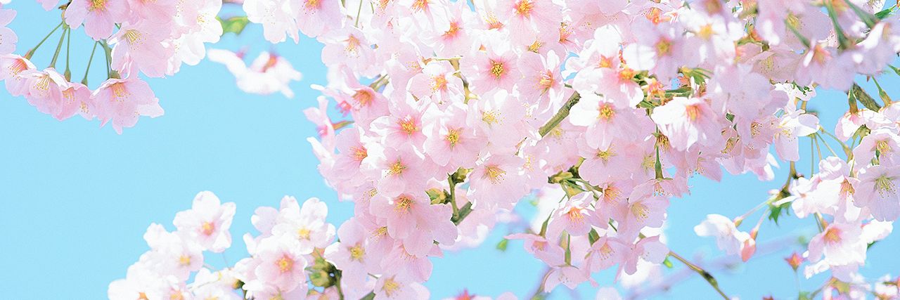 Cherry blossoms